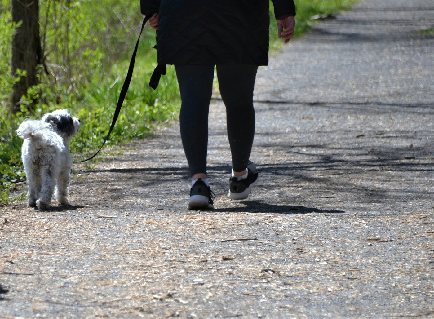 A small white dog on a wooded walk with its owner