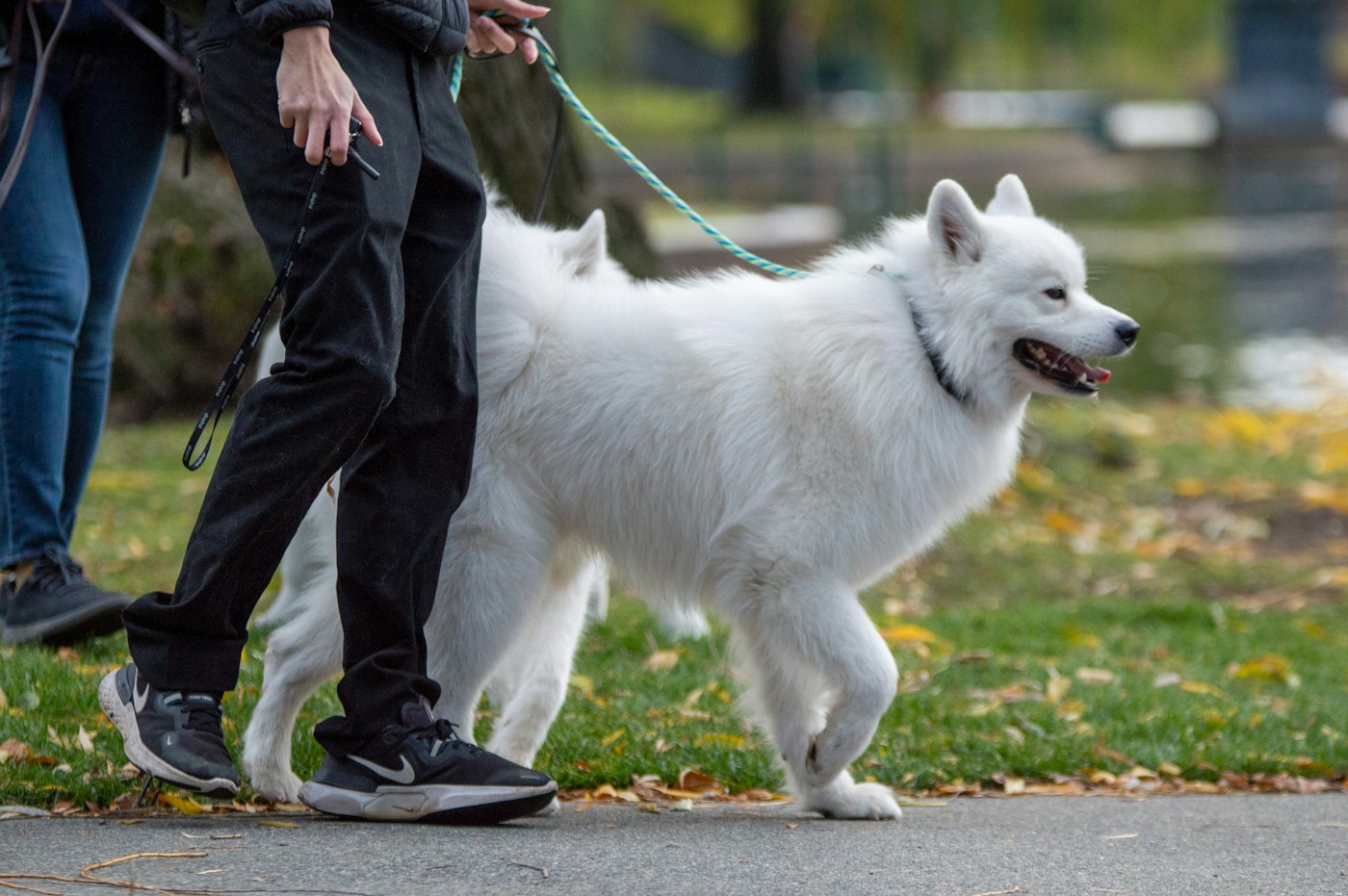 A white dog and its handler beside a garden pond
